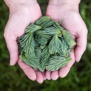 素士冲牙器 水牙线 4种模式 便携款
